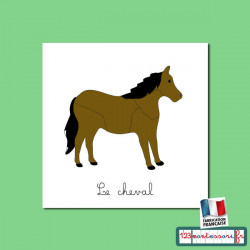 Nomenclatures du cheval