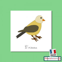 Nomenclatures de l'oiseau