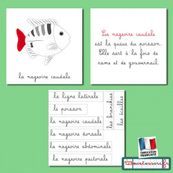 Nomenclatures du poisson