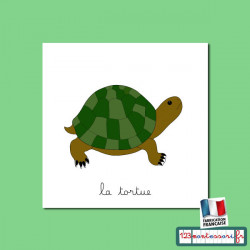 Nomenclatures de la tortue