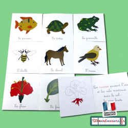Lot complet des nomenclatures zoologie et botanique
