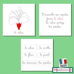 Lot nomenclatures botanique